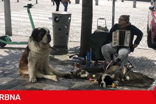Na Rumuny s bernardýny si došlápli v Polsku. Zvířata jim odebrali