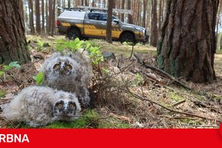 Soví mláďata vypadlá z hnízda rozehrála se zvířecím záchranářem nečekanou partii