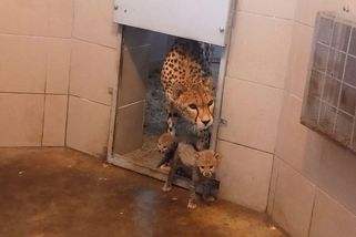 Gepardí šesterčata se mají k světu. V olomoucké zoo je natočili - Novinky