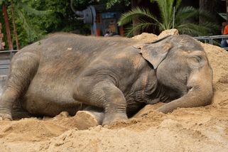 Libereckou zoologickou zahradu opustí po sedmdesáti letech sloni - Novinky