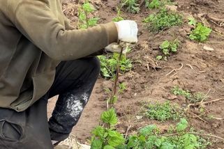 Na chmelnicích finišují jarní práce. Rostliny chmelové révy se ručně natáčejí na drát - Novinky