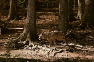 Vlk, který před týdnem zranil v Hamburku ženu, je opět ve volné přírodě