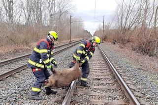railtarget.cz/nakladni-doprava/jatka-u-plzne-vlak-smetl-13-divocaku-lepsi-nez-policie-smeji-se-lide-myslivci-se-hadaji-12164.html