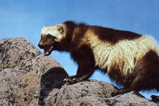 Rosomák není pták, nýbrž nejsilnější savec na planetě. Beze strachu se postaví i medvědovi - Médium.cz