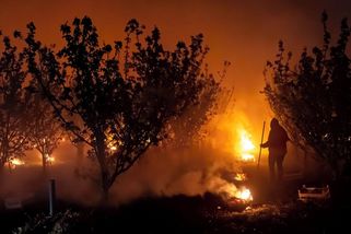 FOTO: Sady hoří. Ovocnáři bojují s mrazy a je to podívaná - Novinky