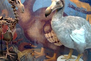 Přiblížili jsme se oživení blbouna nejapného. Vědci překonali dosud největší překážku