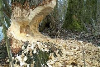 Savci Bílých Karpat - Médium.cz