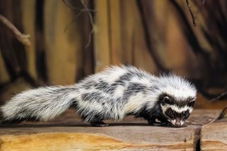 Zoo ve Dvoře Králové má dva nové obyvatele. Jsou to zorily malé - Novinky