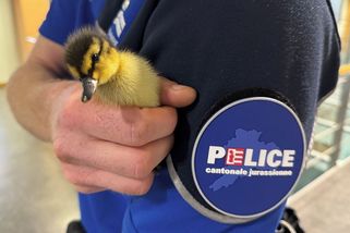 Švýcarská policie zachraňovala na dálnici kachní rodinku. Hlídky uzavřely komunikaci v obou směrech - Novinky