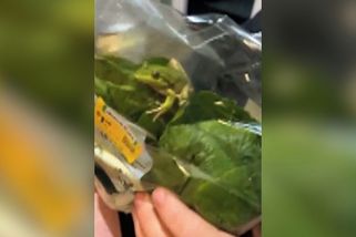 V sáčku se salátem ze supermarketu se schovávala malá žabka, na grilu neskončila - Novinky