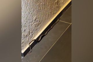 Turisty na Kosu překvapil had v hotelu