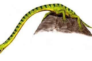 Šest „omylů“ evoluce aneb skutečně bizarní zvířata pravěku - Médium.cz