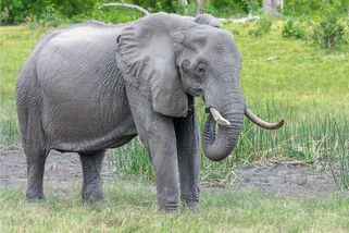 Smutné zprávy ze zlínské zoo. Slonice Ulu zemřela po agresivním útoku chovného samce