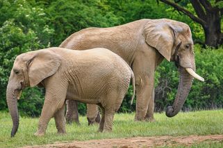 Samice slona afrického ve zlínské zoo uhynula, napadl ji samec - Seznam Zprávy