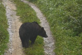 Medvědů je na Slovensku přes tisíc. Víme, kde je potkáte nejčastěji a co (ne)dělat při střetu