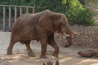 Po tragédii ve zlínské zoo rozhodnou odborníci: kde skončí slon Jack?