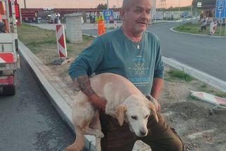 Na dálnici u Rozvadova dva dny pobíhal zatoulaný pes - Novinky
