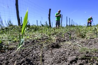 Vědci vysazují na Mostecku rychle rostoucí travinu s výhřevností jako hnědé uhlí | ČeskéNoviny.cz