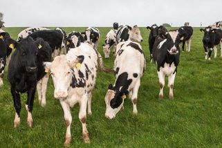 Irsko chce kvůli ochraně klimatu vybít 200 tisíc krav, produkují příliš mnoho metanu - Novinky