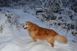 Sibiř míří na Česko. Meteorologové ukázali mapu, kde během hodin nasněží až po kolena