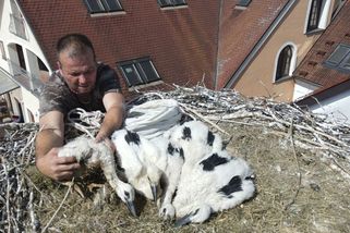 Kulový blesk na čapí způsob. Čtyři osiřelá mláďata putovala v jeden den do tří adoptivních hnízd - Novinky