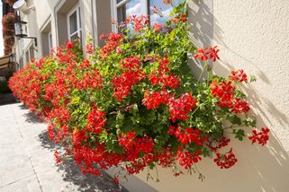 Nechte pelargonie rozkvést naplno díky ověřeným fintám a doporučené péči v sezóně