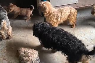 Veterináři odhalili množírnu psů na Mladoboleslavsku - Novinky