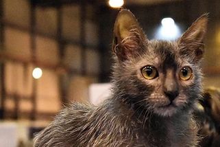 Vlkodlačí kočka lykoi jako by vypadla z hororu. Ve skutečnosti je ale věrná a inteligentní - Médium.cz