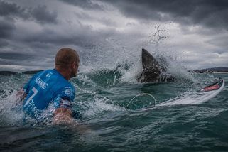 Velký bílý žralok zaútočil během finále závodu. Mick Fanning bojoval o život během přenosu. Úspěšně - Médium.cz