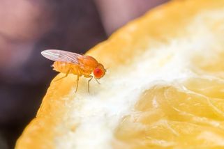 Máte doma nepříjemné octomilky? Pomohou babské rady i speciální přípravky - Novinky