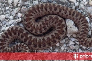 Uštknutí zmijí: jak správně reagovat a co nedělat
