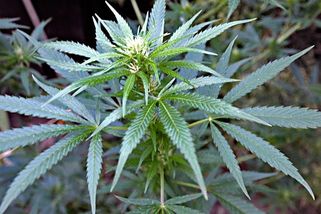 Legalizace konopí by přinesla až 1,8 miliardy, tvrdí Piráti - Novinky