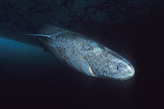 Žralok grónský: Žije stovky let, může být klíčem k dlouhověkosti. Jeho maso navodí těžkou „opilost“ - Médium.cz