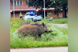 Divočáka ve Frýdku-Místku naháněli tři hodiny, nakonec padl výstřel - Novinky