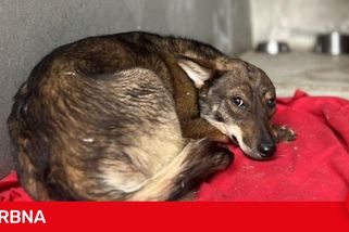 Štěně někdo vyhodil v lese, bylo pohublé a plné klíšťat. Odchyt trval celý týden