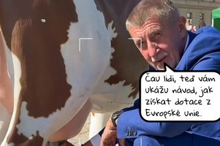 Babiš dojí - Médium.cz