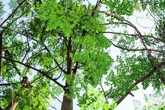 „Zázračný strom“ dokáže z kohoutkové vody odfiltrovat 98 procent mikroplastů