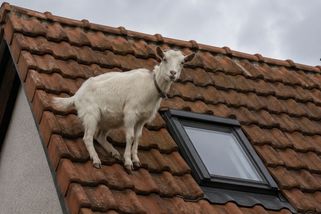 Na Liberecku zachraňovali hasiči kozu na střeše. Myslím, že už jsem viděl všechno, říká záchranář