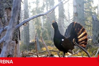 Soud se zastal ochrany tetřeva, absurdní argumenty stěžovatele neuspěly