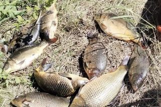 Zahraniční pytláci měli v pytli 11 kaprů: od vody je vozili autem