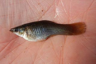 Evoluční skandál. Druh ryby přežil 100 tisíc let bez samců a daří se mu - Seznam Zprávy