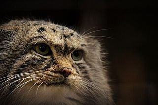 Manul, samotář z mongolských hor s věčně naštvaným výrazem. Kožich má nejhustší ze všech koček - Médium.cz