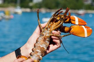 Restauraci se zželelo stoletého humra, na Den otců mu dala svobodu - Novinky