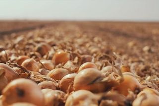 Z cibule je nedostatkové zboží. Může se to odrazit na její ceně - Seznam Zprávy