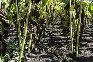 Komentář: Zemědělství podle Babiše – jedy na polích, slabší ochrana týraných zvířat a protežování agroholdingů