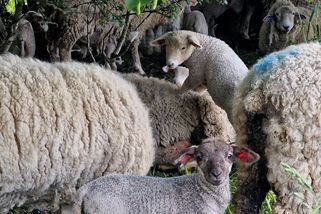 Na pastvině ve Žďárských vrších se narodilo kolem dvou set jehňat, farmář je chrání i před vlky - Novinky