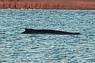 Jak skončí Timmyho příběh: přežije po vypuštění do oceánu? - Médium.cz