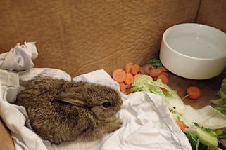 Tři králíci si udělali výlet na vrtnou plošinu - Novinky
