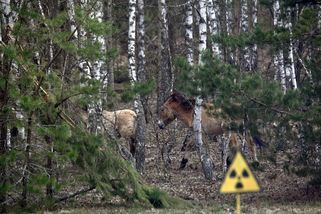 stoplusjednicka.cz/zajimavosti/lide-odesli-priroda-zustala-jak-dnes-vypada-zivot-v-zakazane-zone-kolem-cernobylu