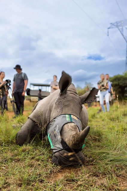 Dinokeng Game Reserve Conservation Efforts